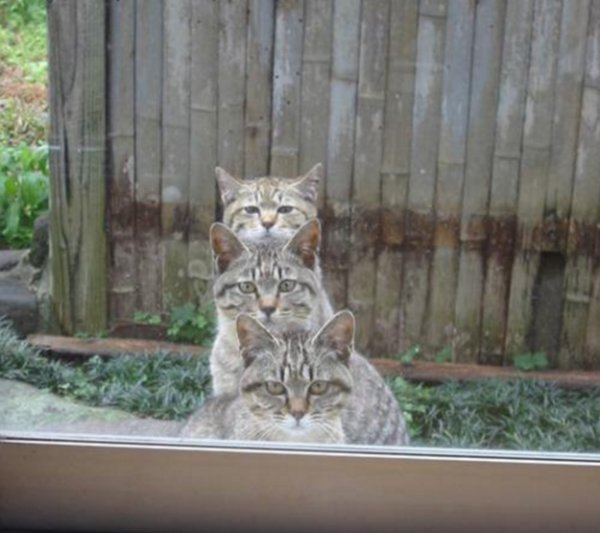 Tre gatti fuori la finestra