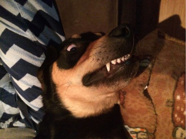 cane mostra i denti