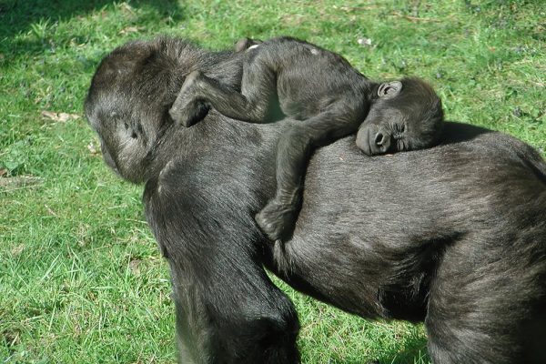 gorilla con il suo piccolo