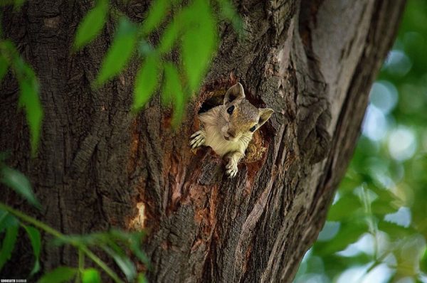 scoiattolo in un tronco