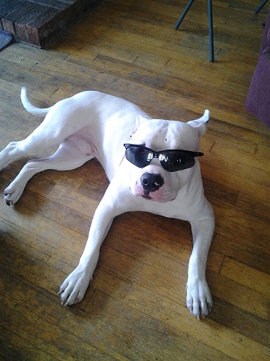 cane bianco con occhiali