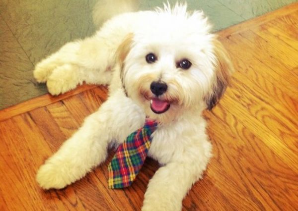 cane con cravatta
