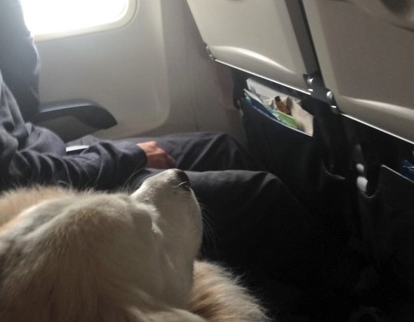 cane in cabina aereo