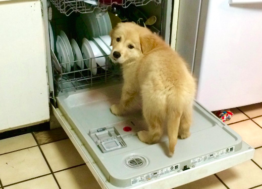 cucciolo in una lavastoviglie