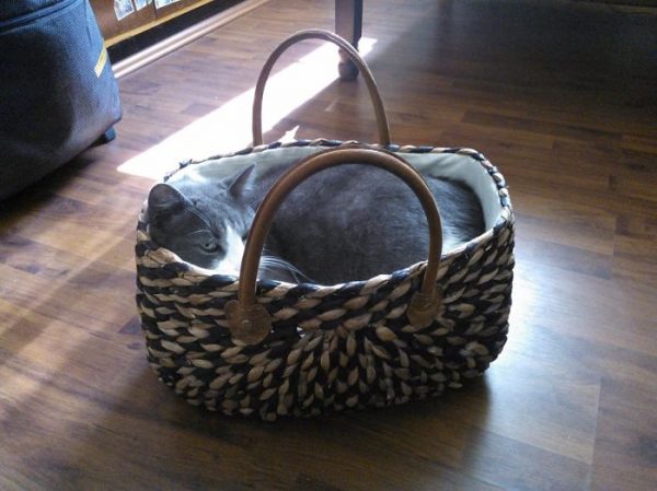 gatto in una borsa