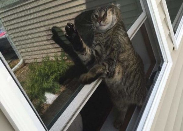 gatto attaccato alla finestra