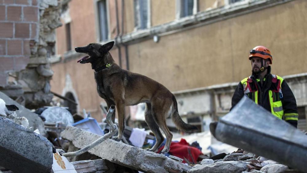 cane da soccorso e vigile del fuoco su terremoto