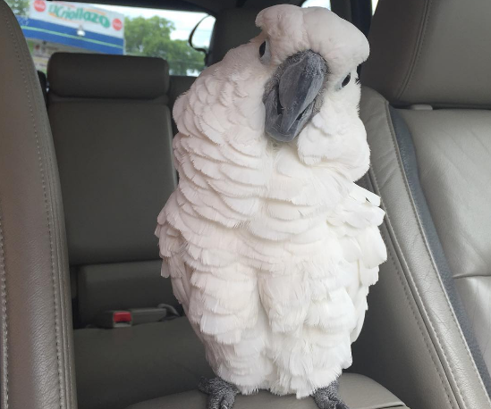pappagallo in auto