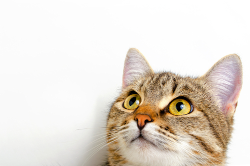 Calcoli renali gatto terapia veterinario risponde