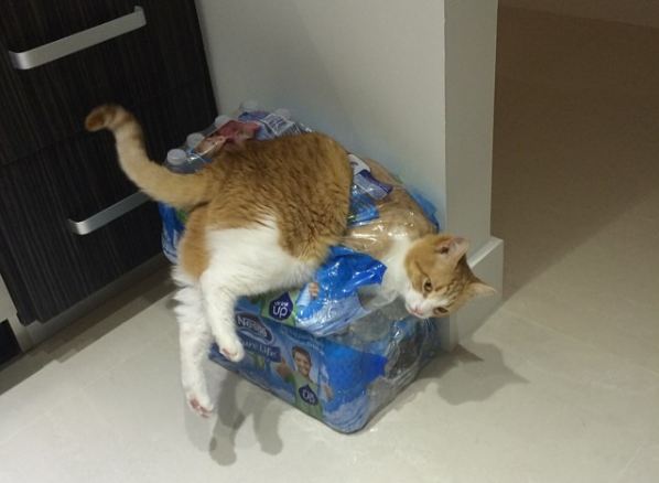 gatto-appoggiato-su-bottiglie-di-plastica