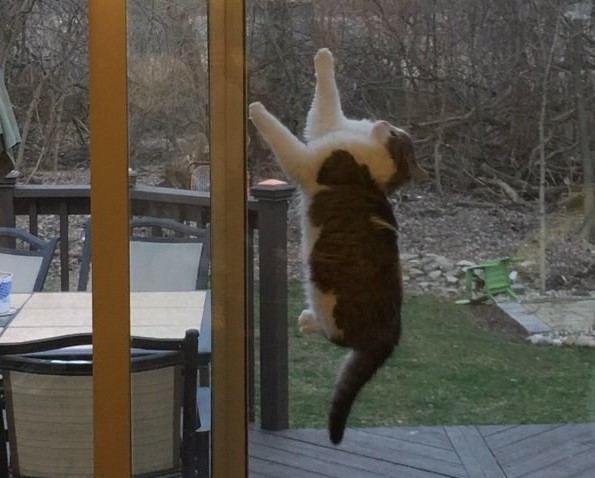 gatto-arrampicato-a-una-finestra