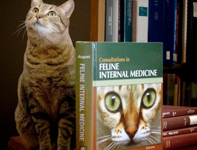 gatto-e-libro