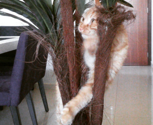 gatto-in-una-pianta