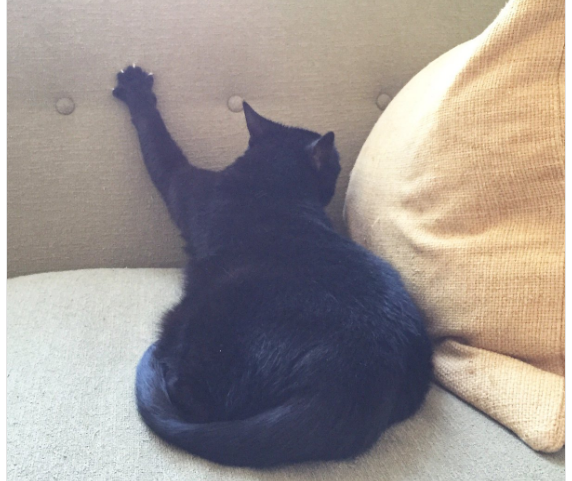gatto-su-divano