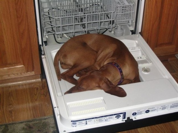 cane-dorme-nella-lavastoviglie