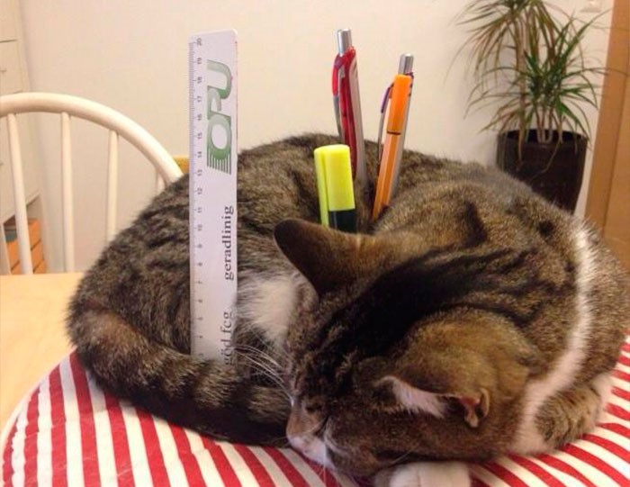 gatto-con-penne-evidenziatore-e-righello