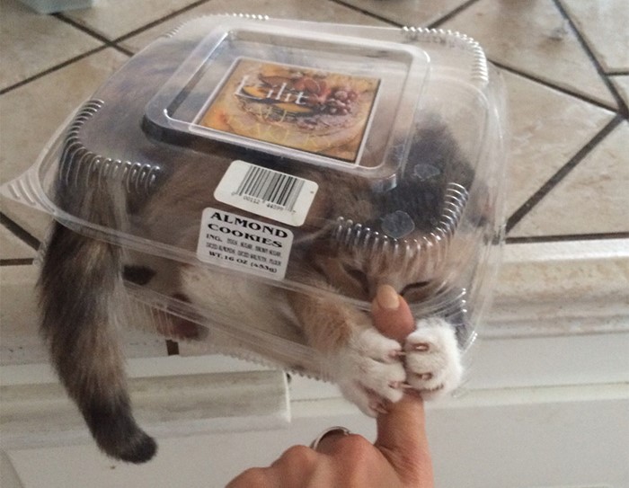 gatto-in-scatola-di-plastica