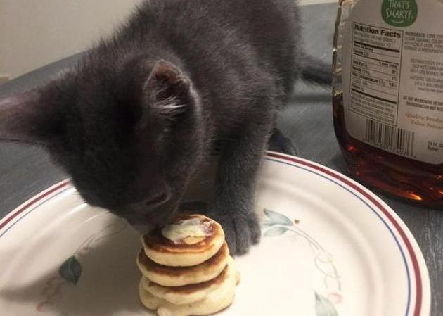 gatto-mangia-pancakes