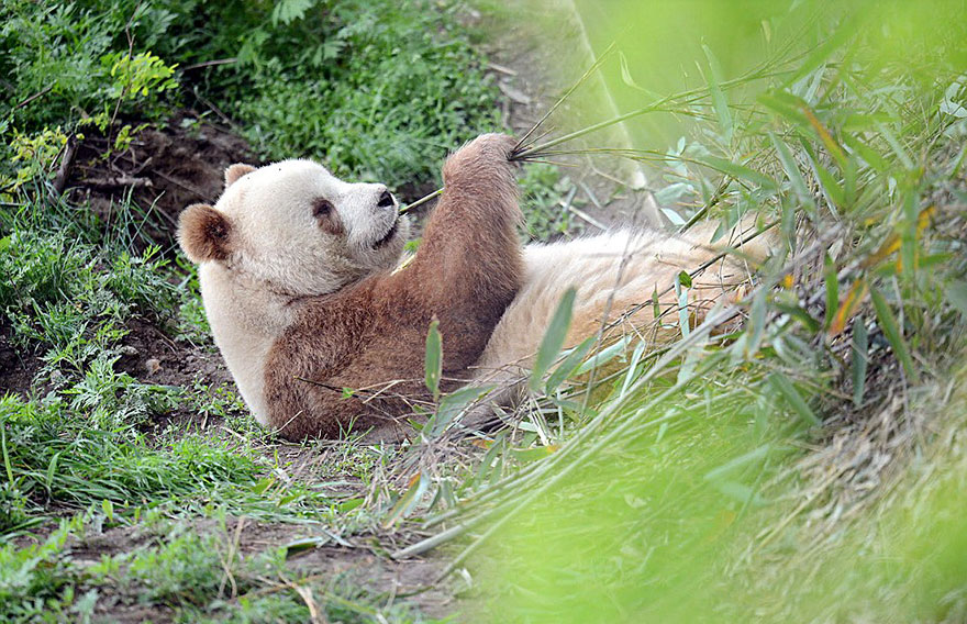 panda-marrone-con-canna-di-bambu