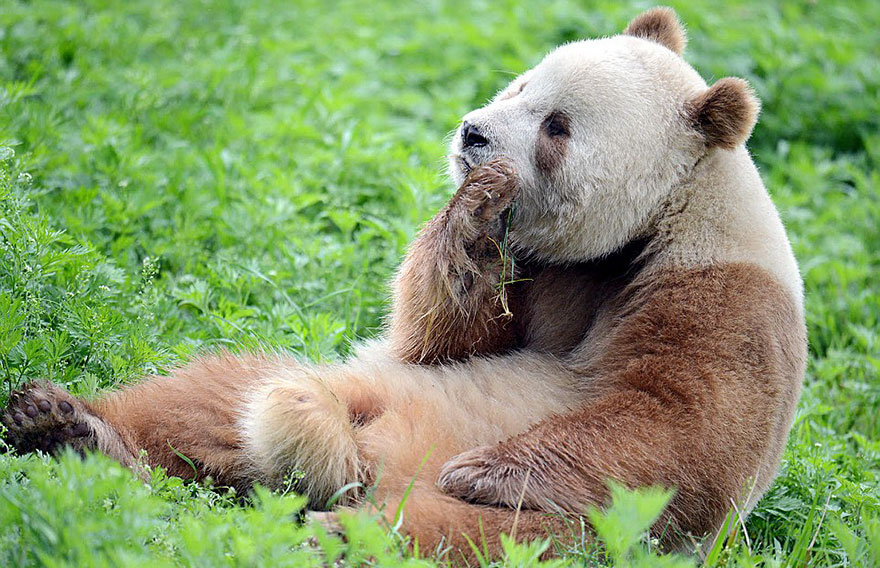 panda-marrone-mastica-erba