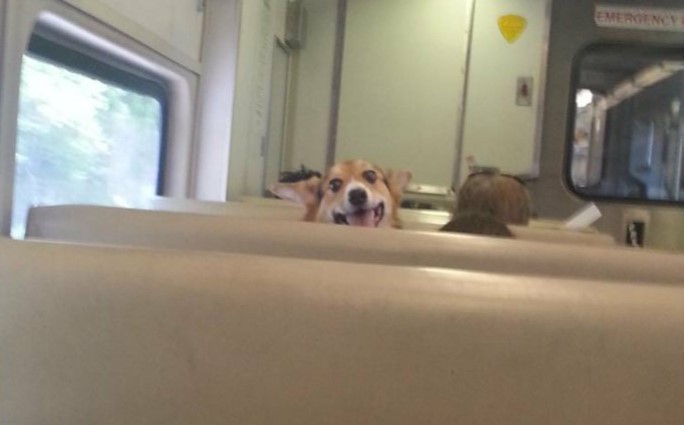 cane-seduto-in-treno