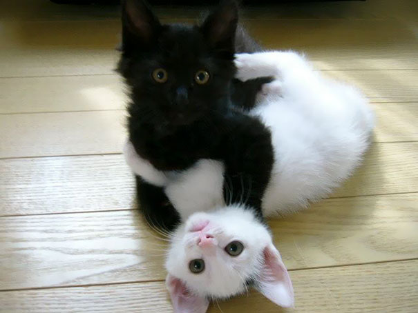 gattino-nero-e-gattino-bianco