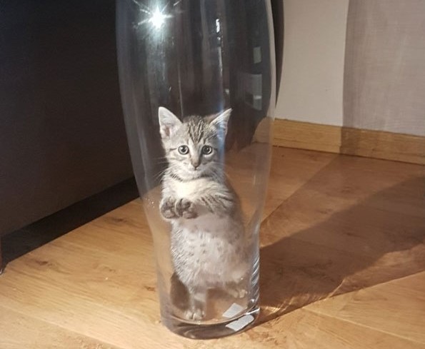 gatto-in-vaso-di-vetro