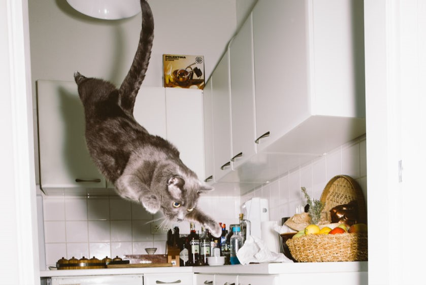 gatto-salta-in-cucina