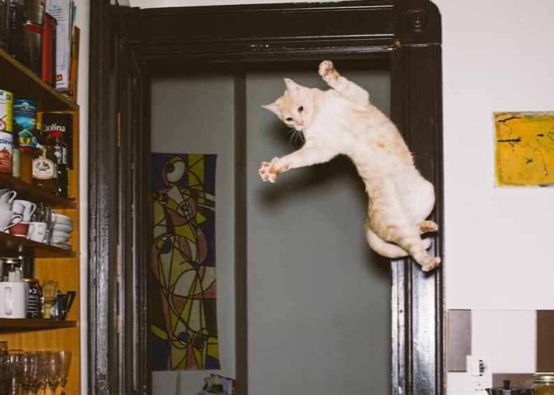 gatto-sospeso-su-porta