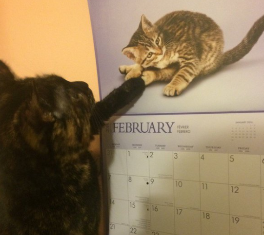 gatto-che-tocca-calendario