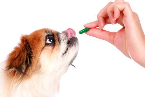 rimedi naturali prevenzione filariosi cane
