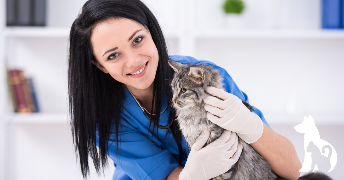 assistente veterinario