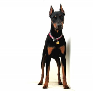 Doberman2