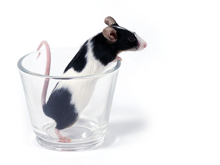 mouse in a glass