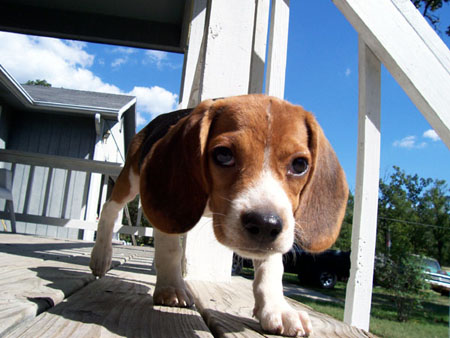 beagle