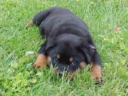 cucciolo rottweiler