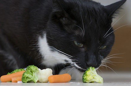 alimentazione del gatto