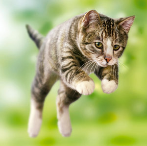 gatto salto