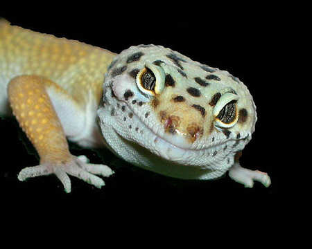 geko