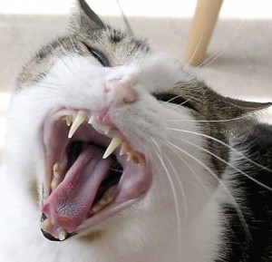 igiene orale gatto