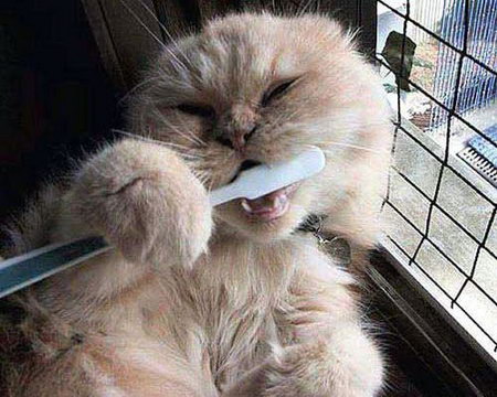 igiene orale gatto foto