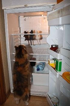 miagolìo gatto ottenere cibo