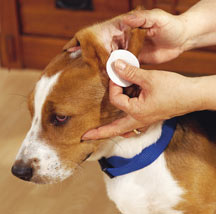 pulire orecchie del cane