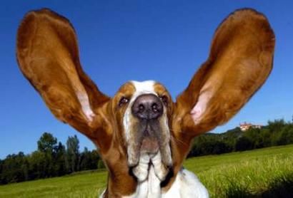 salute orecchie cani