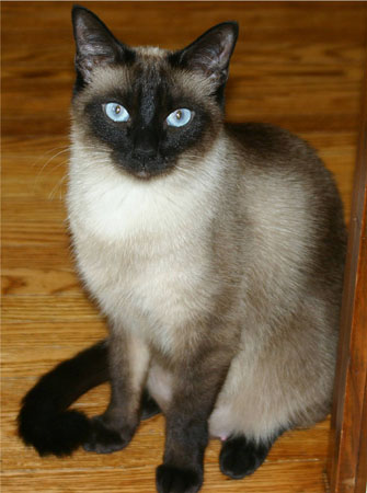 siamese