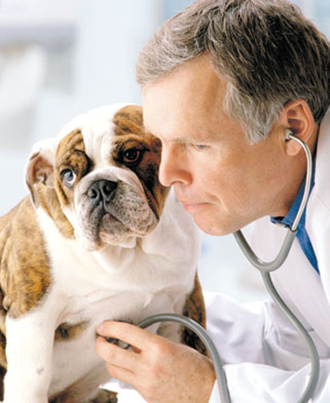 veterinario