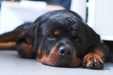 Rottweiler