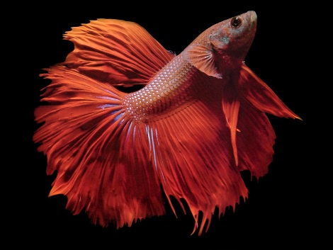 SERA-Betta-splendens