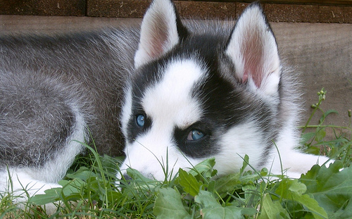 Siberian Husky (5)