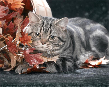 american shorthair